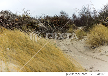 The sand dune of the Baltic Sea. Strengthening of sandy sea shores. Curonian Spit National Park, Russia. 76658466