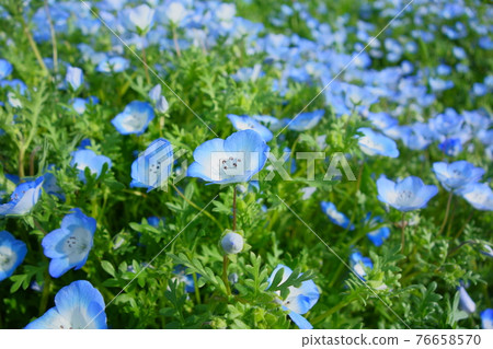 Nemophila flowers in the sun Nemophila flowers in the sun 76658570