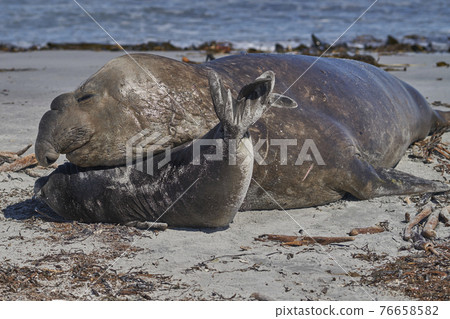 Male Southern Elephant Seal and pup Male Southern Elephant Seal and pup 76658582