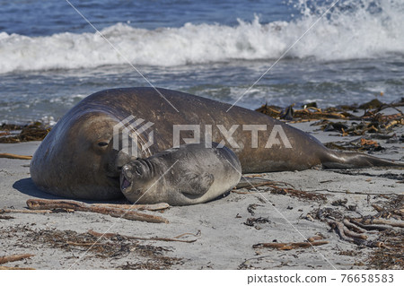 Male Southern Elephant Seal and pup Male Southern Elephant Seal and pup 76658583