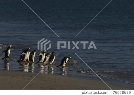 Gentoo Penguins going to sea 76658659