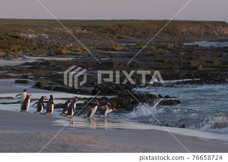 Gentoo Penguins going to sea 76658724