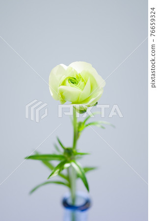 毛茛勒克斯 05 76659324