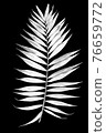 Tropical leaf of palm tree isolated on a balck background. Image digitally modified with sollarization black and white effect. 76659772