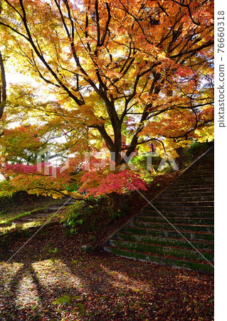 村松公園（新潟）的秋葉 76660318