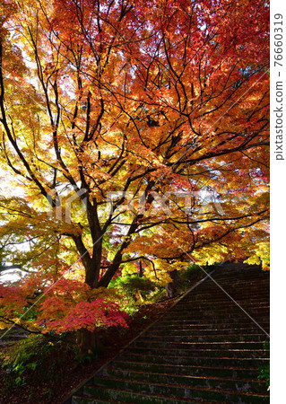 村松公園（新潟）的秋葉 76660319
