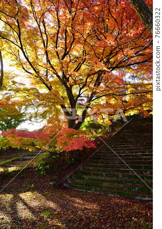 村松公園（新潟）的秋葉 76660322