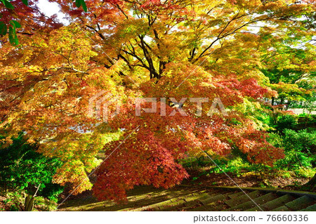 Autumn leaves of Muramatsu park (Niigata) 76660336