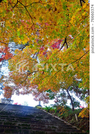 村松公園(新潟)的秋葉 村松公園(新潟)的秋葉 76660374