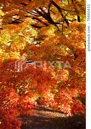 秋葉圖像 76660433