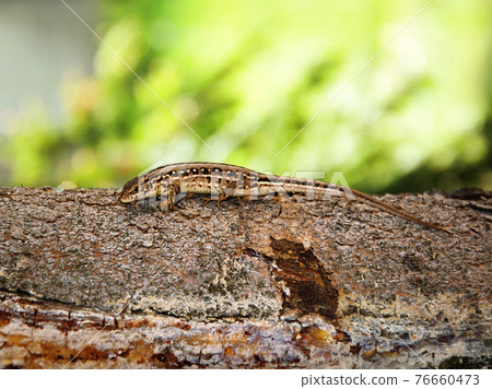 Lizard on the tree Lizard on the tree 76660473