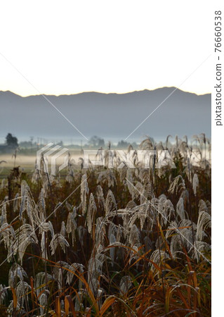 Rural scenery in the morning haze (Niigata Prefecture) 76660538