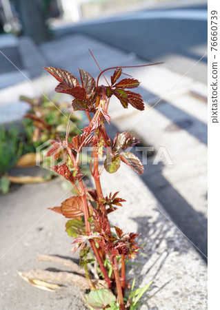 Yakugarashi 76660739