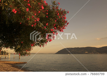 ITALY PIEMONT LAGO MAGGIORE 76660799
