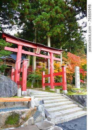 Autumn leaves of Asaino Shrine (Niigata Prefecture) 76660946
