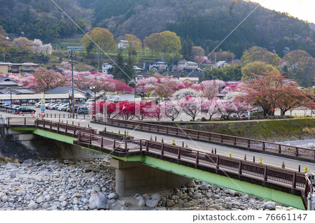 花桃盛開的白天神溫泉 76661147