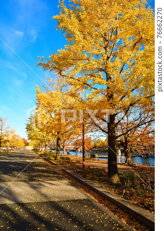 紅葉新潟運動公園(新潟縣) 紅葉新潟運動公園(新潟縣) 76662270