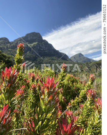 南非植物 76663152