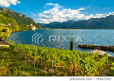 Vineyards and Chillon Castle on Lake Geneva in Switzerland Vineyards and Chillon Castle on Lake Geneva in Switzerland 76663382