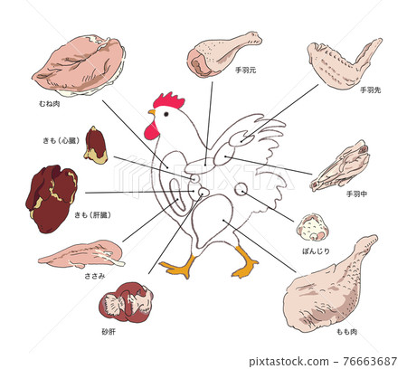 Chicken part commentary-hand-drawn illustrations 76663687
