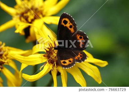 吸蜂蜜的阿蘭棕 吸蜂蜜的阿蘭棕 76663729