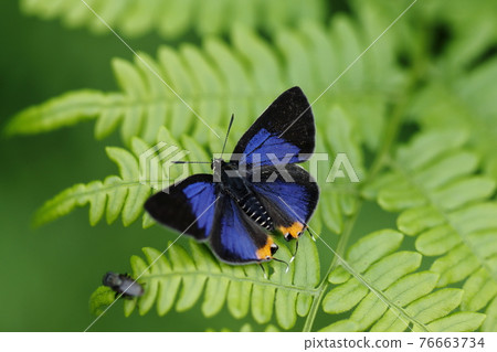 Spindasis takanonis to open wings 76663734