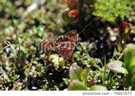 Freija fritillus 吸吮蜂蜜 Freija fritillus 吸吮蜂蜜 76663875