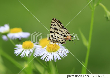 Spindasis takanonus sucking honey with Himejoon 76663959