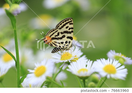 Spindasis takanonus sucking honey with Himejoon Spindasis takanonus sucking honey with Himejoon 76663960