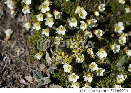 Eversmann's parrot sucking honey with diapensia lapponica Eversmann's parrot sucking honey with diapensia lapponica 76664034