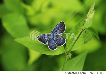 Lycaeides subsol 76664109