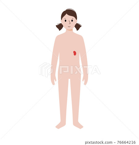 Internal organs in female body Internal organs in female body 76664216