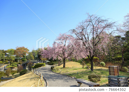 越谷能樂堂 花田園 垂枝櫻花（三月） 埼玉縣越谷市 76664302