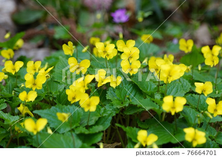 March Sagamihara 161 Viola brevistipula, Violaceae, Shiroyama Katakuri no Sato 76664701