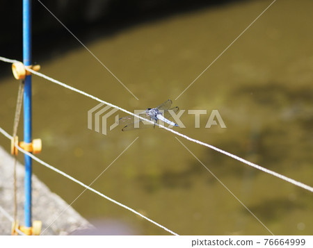 Orthetrum albisum perching on a paddy field fence 76664999