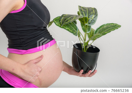 Young adult pregnant girl in sportswear with living tropical plant. New life concept. Yoga and fitness in anticipation of childbirth. White background. Young adult pregnant girl in sportswear with living tropical plant. New life concept. Yoga and fitness in anticipation of childbirth. White background. 76665236