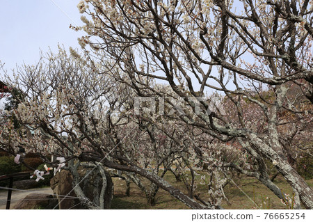 防府天滿宮的梅花 76665254