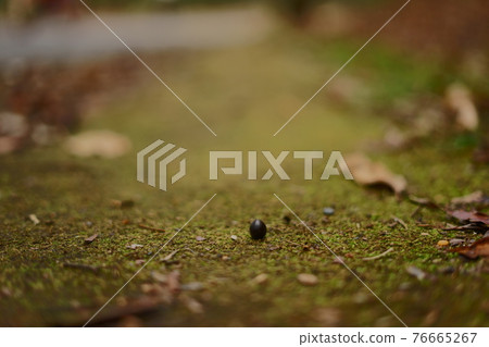 小秋這樣的地方 76665267