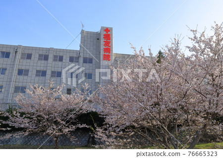 福湯醫院和櫻花(愛知縣日新市) 福湯醫院和櫻花(愛知縣日新市) 76665323