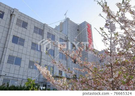 Fukuyu Hospital and Sakura (Nisshin City, Aichi Prefecture) 76665324