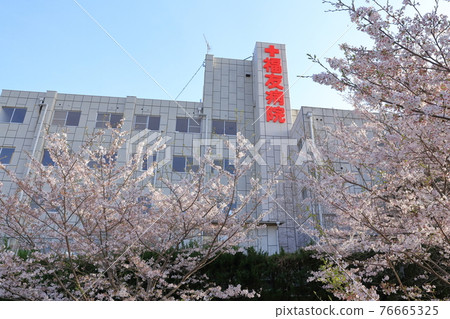 Fukuyu Hospital and Sakura (Nisshin City, Aichi Prefecture) 76665325
