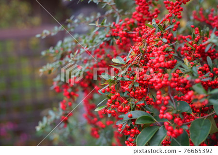 Fully fruited red fruit 76665392