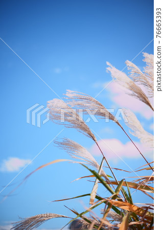The blue sky behind Susukino fluttering in the autumn breeze 76665393