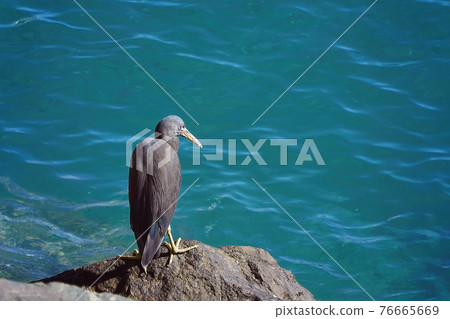 A White-Faced Heron By The Sea A White-Faced Heron By The Sea 76665669