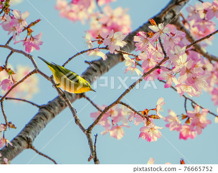Cherry tree and mezzo 2 Cherry tree and mezzo 2 76665752