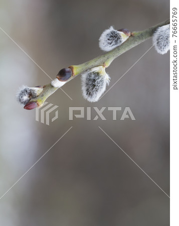 close up gray fluffy blooming pussy willow flower twing, selective focus, blurred natural beige background, copy space close up gray fluffy blooming pussy willow flower twing, selective focus, blurred natural beige background, copy space 76665769