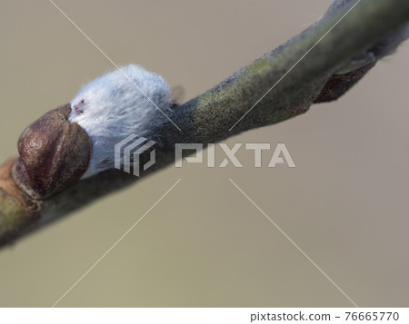 close up macro of gray fluffy blooming pussy willow flower twing, selective focus, blurred natural beige background, copy space 76665770