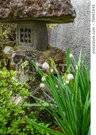 花園裡盛開的雪花 76665848