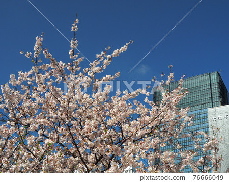 Cherry blossoms in Nihonbashi, Tokyo Cherry blossoms in Nihonbashi, Tokyo 76666049