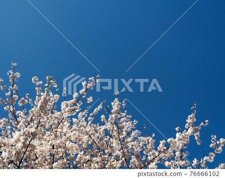 東京日本橋的櫻花 76666102